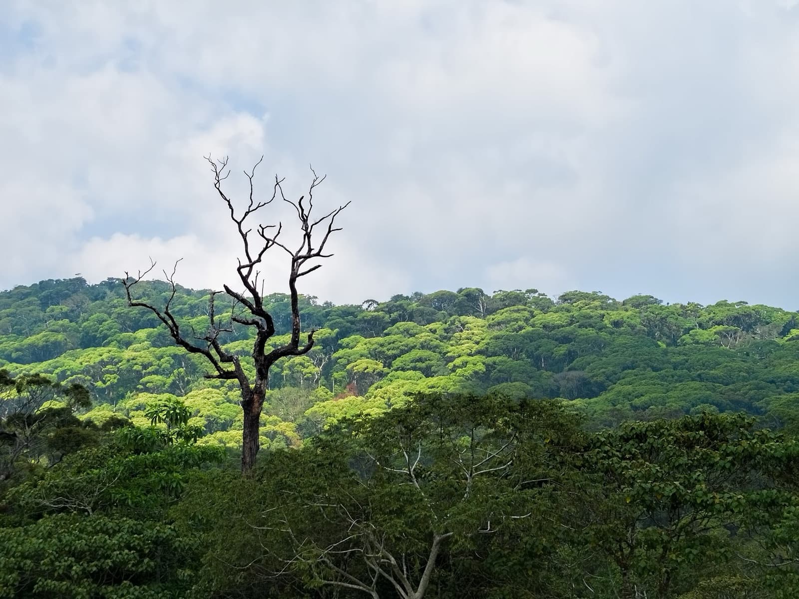 Birdwatching in Sinharaja & Bundala