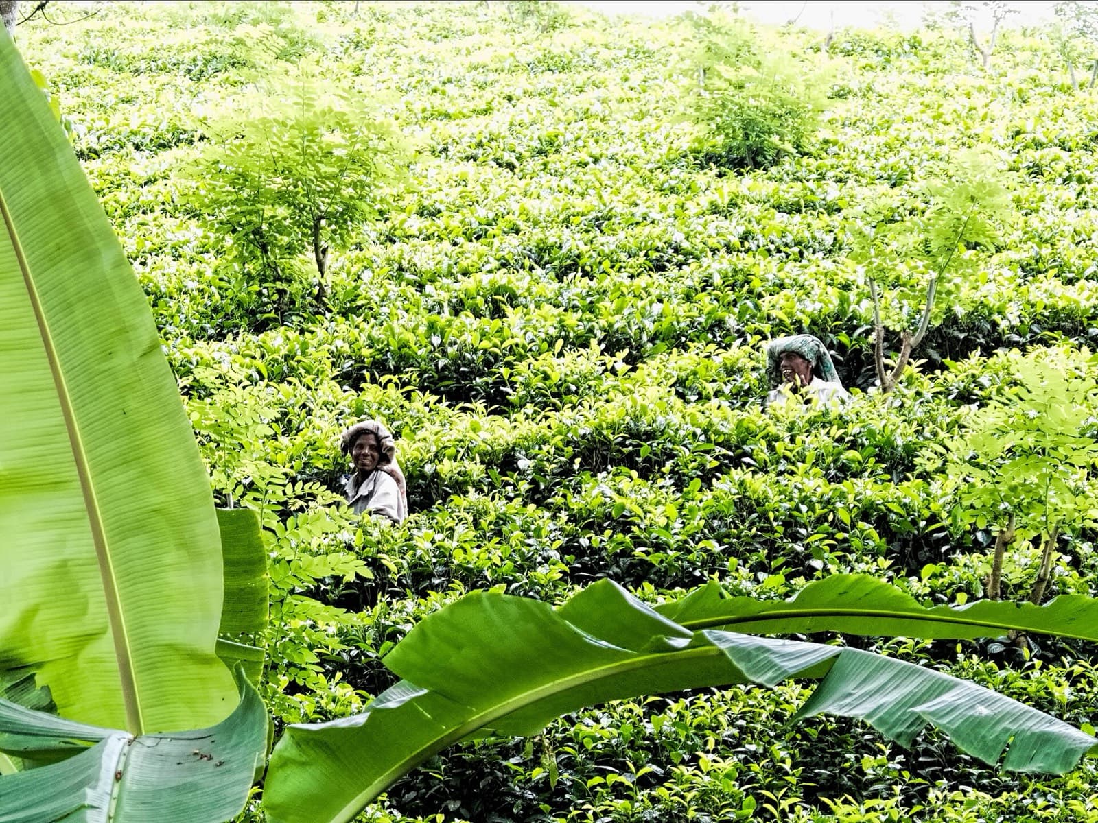 Tea Plantation & Factory Tour